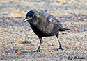 Corvus brachyrhynchos